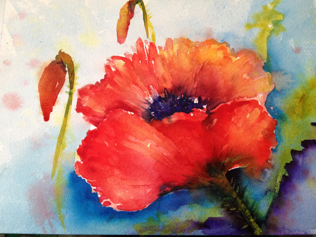 Dramatic Poppy