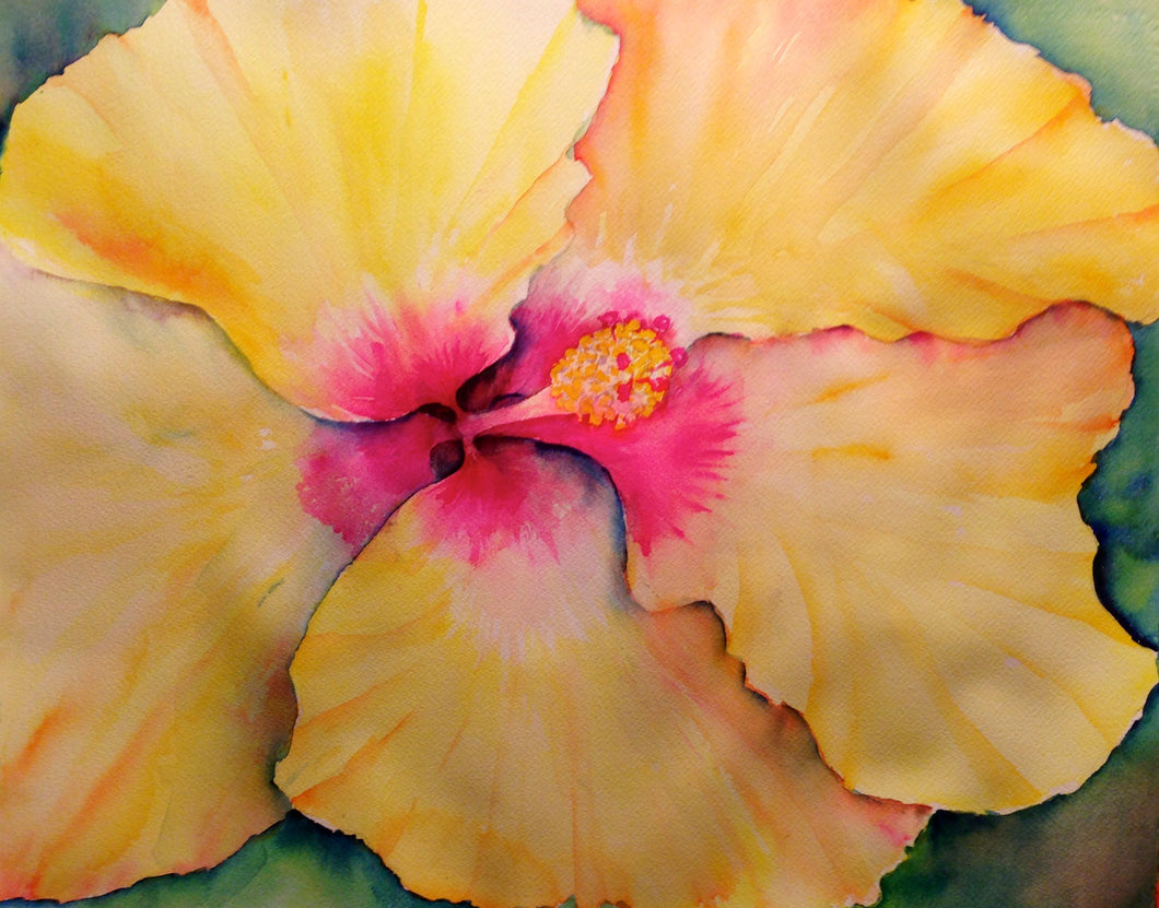 Yellow Hibiscus