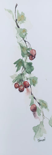 Hawthorne Berries