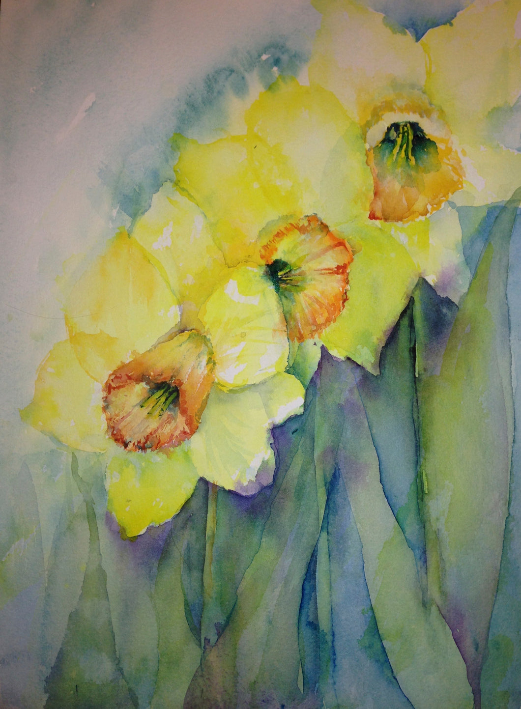 Morning Daffodils